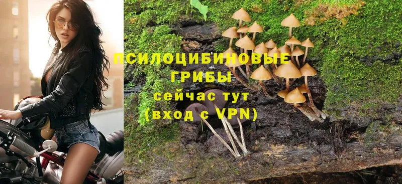 Галлюциногенные грибы Cubensis  купить   Ялта 